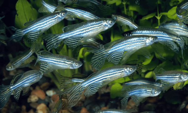 Corso Pratico su Zebrafish.